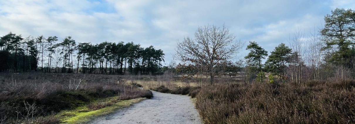 Weg in Heidelandschaft