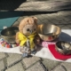 Kuscheltiereule und Klangschalen